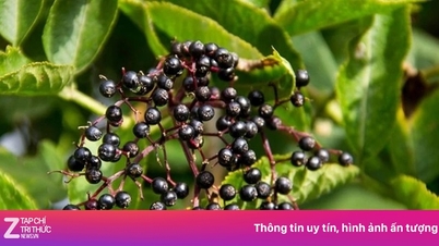 این گیاه گرانبها در سراسر باغ رشد می‌کند و یک «درمان معجزه‌آسا»ی طبیعی است.