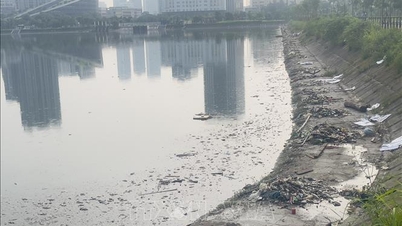 Hanoi: Moria di massa di pesci nel lago CV1; gli operai lavorano tutta la notte per raccogliere e smaltire le carcasse.