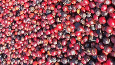 کافی کی قیمتیں بدل گئیں اور مئی کے آخری دن 1,800 VND/kg تک تیزی سے گر گئیں۔