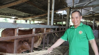 តាមរយៈការធ្វើម្ហូប «បន្លែជ្រលក់» ពិសេសមួយដើម្បីចិញ្ចឹមគោរបស់គាត់ កសិករម្នាក់នៅឡាងសឺន ឥឡូវនេះមានគំរូកសិកម្មរង្វង់ដែលមានតម្លៃរាប់លានដុល្លារនៅតំបន់ព្រំដែន។