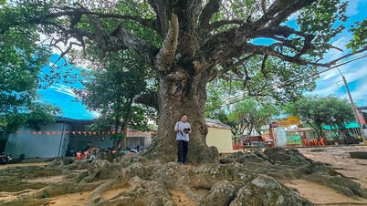 In seguito alla riuscita fusione dell'ex provincia di Tra Vinh, la nuova provincia di Vinh Long vanta ora un gigantesco albero secolare in questo quartiere. Qual è la cosa più strana?