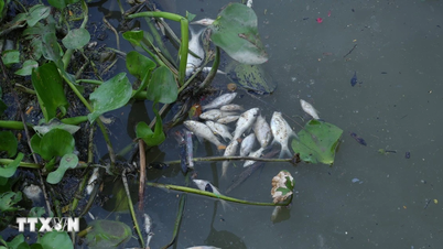 Lebih 100 tan ikan mati di Tasik Tri An di wilayah Dong Nai.
