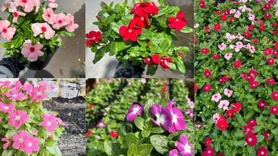 «Grønne klimaanlegg» for byhus: 8 typer planter som er utmerkede til å kjøle ned og filtrere fint støv i den varme årstiden.