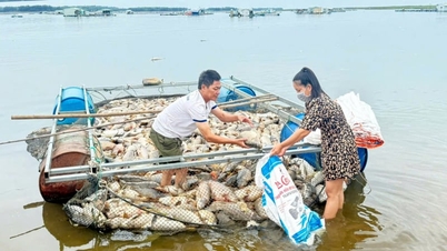 បន្ទាប់ពីភ្លៀងធ្លាក់ខ្លាំង ត្រីចំនួន ២០០ តោនបានងាប់ ដោយពោះរបស់វាបែរមុខឡើងលើ នៅក្នុងអាងស្តុកទឹកវារីអគ្គិសនីធំជាងគេនៅក្នុងទីក្រុងដុងណៃ ដែលបណ្តាលឱ្យមានការខាតបង់យ៉ាងធ្ងន់ធ្ងរដល់អ្នកចិញ្ចឹមត្រី។