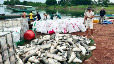Apporter une aide aux personnes touchées par la mortalité massive de poissons dans le lac Tri An.