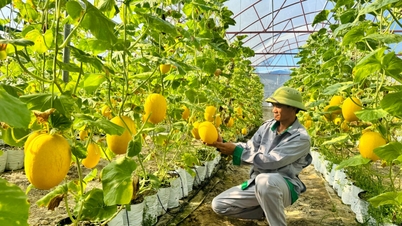 Cultiva melones amarillos y cosecha "oro puro".