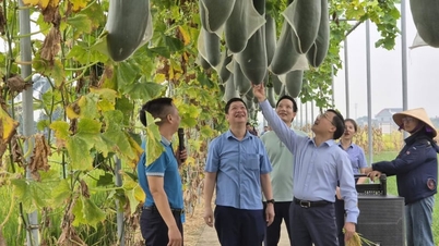 Der Agrarsektor von Tuyen Quang bereitet sich darauf vor, DOVECO und ThaiBinh Seed willkommen zu heißen.
