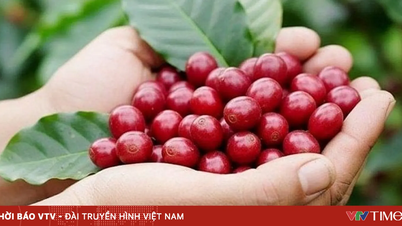 커피 가격 하락, 쌀 수출 둔화.