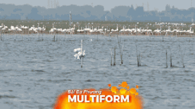 Hồng hạc xuất hiện nhiều kỷ lục tại vùng đầm phá Venice