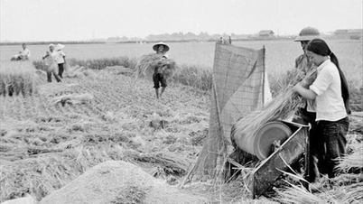 Agricoltori vietnamiti - 40 anni di rinnovamento: 1.000 acri di risaie, 160 tonnellate di riso e 3 kg di riso (Parte 1)