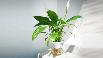 室内の微細な粉塵を効果的にろ過する、育てやすい水生植物4種類。