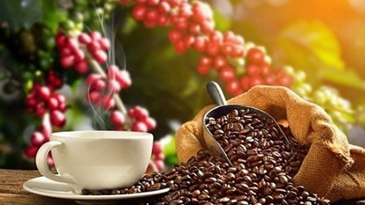 Notizie agricole di oggi (1° giugno): i prezzi del caffè sul mercato interno interrompono la loro tendenza al rialzo.