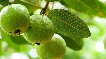 What are the benefits of eating a guava in the morning? 5 reasons why you should try it right away.