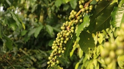 Preise für Agrarprodukte am 1. Juni: Die Preise für inländischen Kaffee drehen nach einem längeren Aufwärtstrend und fallen.