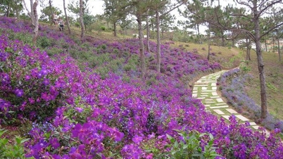 The hills are covered with purple rhododendrons…