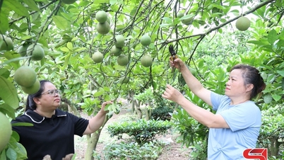 Concentratevi sulla cura degli alberi di pompelmo durante la fase di fruttificazione.