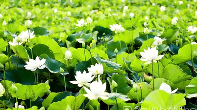 Doften av lotusblommor inleder säsongen.