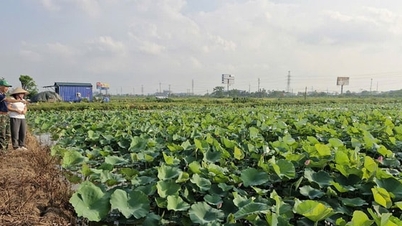 Phu Xuyen: Erschließung von Möglichkeiten zur Schaffung von Wohlstand durch den Anbau von Lotusblumen in Kombination mit Fischzucht.