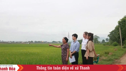 "Att så gröna frön" på åkrarna i Thanh Hoa-provinsen.