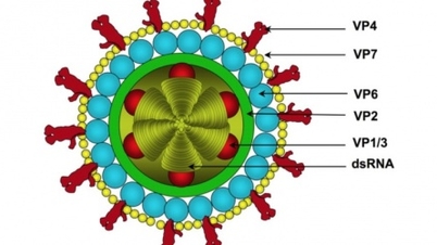 Rotavirus meningkat semasa musim panas.
