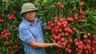 A safra de lichia está em plena expansão, sendo vendida a um preço recorde de 300.000 VND/kg.