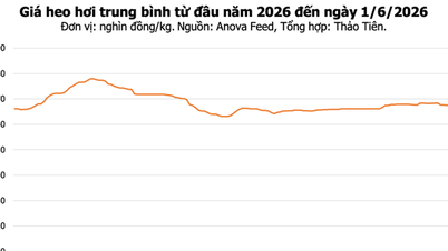 6월 1일 오늘 돼지고기 가격: 북부 및 중부 지역에서 하락하여 kg당 66,000~68,000 VND 사이에서 변동했습니다.