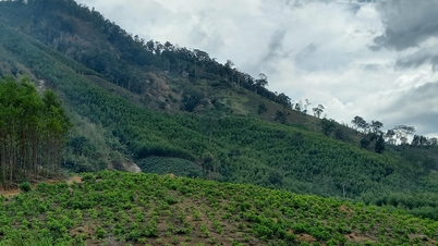 Voor de realisatie van onderdeel 3 van het snelwegproject Khanh Hoa - Buon Ma Thuot is ruim 2 hectare bosgrond omgezet.