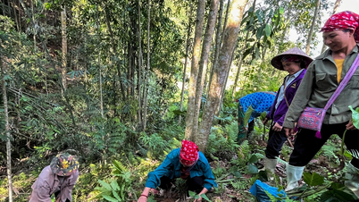 Formation aux techniques de développement des plantes médicinales indigènes sous la canopée forestière de la commune de Bat Xat.