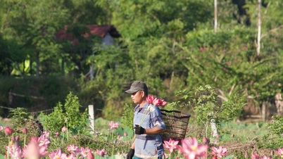 កោតសរសើរស្រះផ្កាឈូករីកដុះដាលនៅជនបទនៃខេត្តក្វាងណាម។