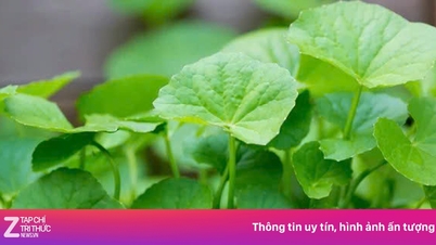 In Vietnam bestaat een soort wilde groente die gebruikt wordt als middel om de lever te verkoelen en hitte te verlichten.