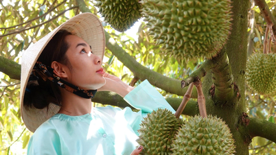 هل ستصبح الهند "منجم الذهب" الجديد لفاكهة الدوريان الفيتنامية؟