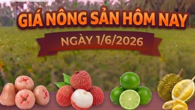 Prezzi dei prodotti agricoli di oggi, 1° giugno: impennata dei prezzi dei litchi.