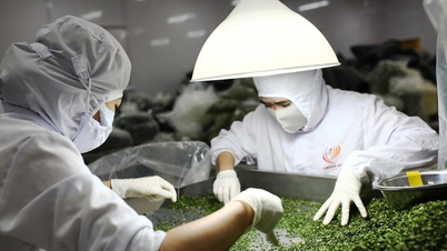 ラムドン省における野菜・果物の加工産業の発展と付加価値の向上。