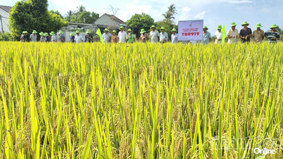 Komune Van Ninh menganjurkan model demonstrasi varieti padi hasil tinggi yang baharu.