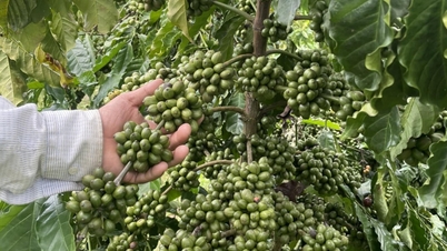 Công ty Cà phê 716: Vượt ‘bão’ thiên tai, doanh thu đạt 112% kế hoạch