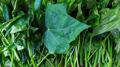 Wat zijn de voordelen van de MSG-plant?