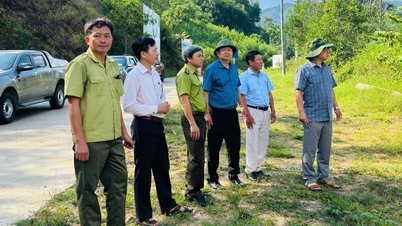 İl Halk Komitesi Başkan Yardımcısı Duong Mah Tiep, An Lao Koruma Ormanı Yönetim Kurulu'nda orman yönetimi ve koruma çalışmalarını inceledi.