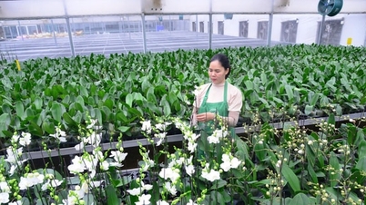 Capacitação para melhorar a qualidade da força de trabalho agrícola e formar uma força de trabalho agrícola digital.