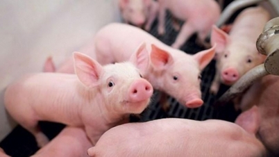 Precios de la carne de cerdo hoy, 29 de marzo: Continúan su rápido descenso en las tres regiones, fluctuando entre 66.000 y 77.000 VND/kg.