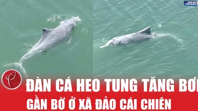 Un banc de dauphins a été aperçu nageant et jouant près du rivage de la commune insulaire de Cai Chien.