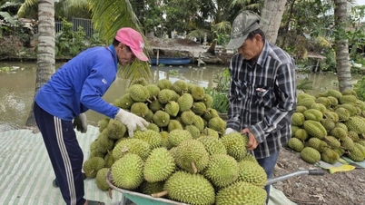 เหตุใดราคาทุเรียนในสามเหลี่ยมปากแม่น้ำโขงจึงลดลงอย่างมาก? นี่คือคำอธิบายจากผู้เชี่ยวชาญด้านเศรษฐศาสตร์