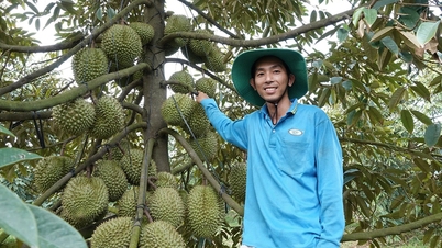 Vietnamesische Durian eröffnet neue Möglichkeiten.
