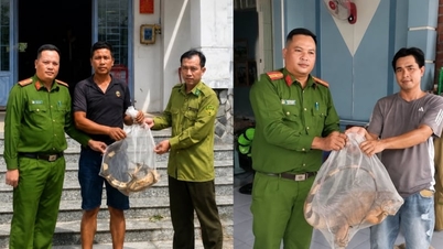 Warga provinsi An Giang secara sukarela menyerahkan dua ekor iguana langka dari Amerika Selatan.