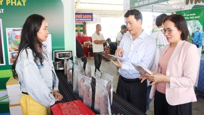 Tìm hướng gia tăng giá trị chăn nuôi bò thịt