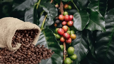 Topul 5 furnizorilor de cafea din Malaezia în primele trei luni ale anului 2026.