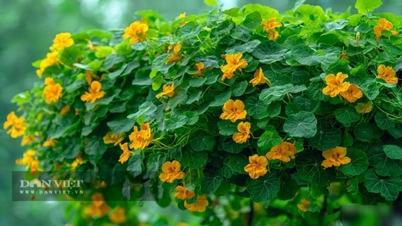 Aceste trei plante de apartament acționează ca o perdea verde, ajutând la scăderea temperaturii camerei, menținând casa răcoroasă, iar florile lor frumoase te vor salva de vara fierbinte.