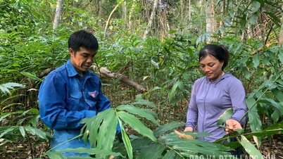 "Oro" bajo la bóveda del bosque de Kien Moc