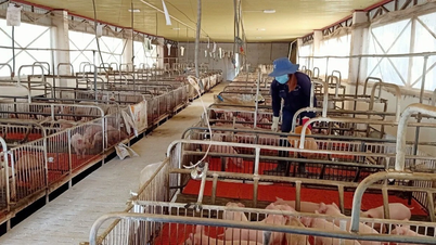 Gia Lai: Verifica del rispetto delle leggi sulla protezione ambientale negli allevamenti di bestiame.