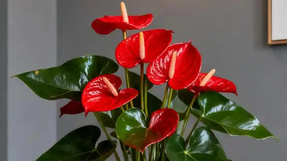 5 tipos de plantas de feng shui para cultivar dentro de casa que ajudam as pessoas nascidas no Ano do Rato a atrair riqueza e aumentar a boa sorte.