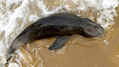 En la isla de Phu Quoc, las olas arrastraron a la costa ejemplares de una especie rara de tiburón ballena.
